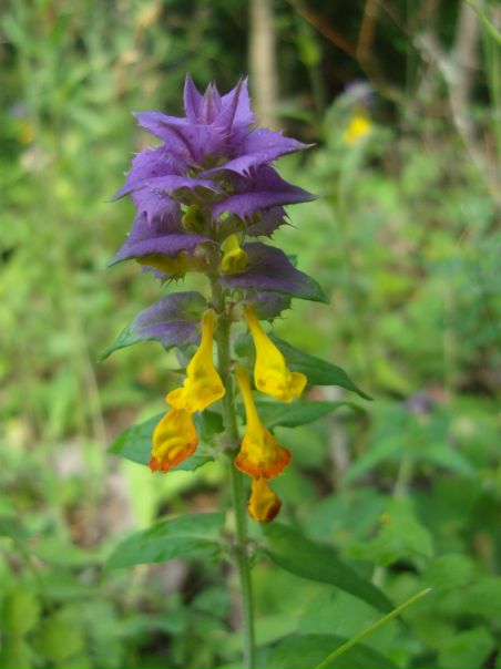 Илья Мец фото №41