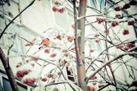 Фотография Герасимовой Альбины