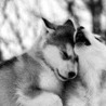 Максім Тимчишин фотография #20 (источник - https://vk.com/id153730969)