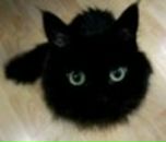 Фотография Шапошникова Дмитрия