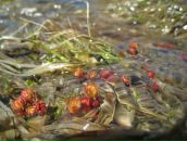 Yuri Bishaev фотография #24 (источник - https://vk.com/id770221)