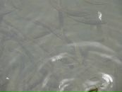 Мирослав Збірко фотография #24 (источник - https://vk.com/id87492158)