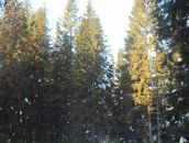 Антон Вшивков фотография #19 (источник - https://vk.com/id9869231)