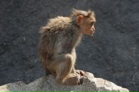 Фотография Энца Миши