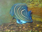 Юрій Боб'як фотография #42 (источник - https://vk.com/id98623996)