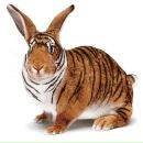 Фотография Волова Димы