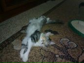 Сергій Бален фотография #50 (источник - https://vk.com/id70329973)