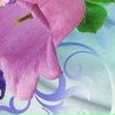 Вікторія Капля фотография #32 (источник - https://vk.com/id23414341)