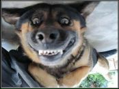 Фотография Комарова Антона