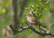 Мар'ян Івановський фотография #10 (источник - https://vk.com/id132607079)