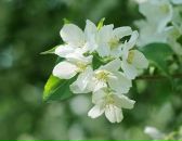 Фотография Адониной Анны