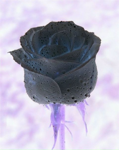 №17, Павел Скирневский №17, Павел Скирневский