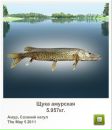 Сєрий Матвійшин фотография #41 (источник - https://vk.com/id111466338)