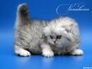 Настя Иваныш фотография #9 (источник - https://vk.com/id152498779)