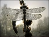 Фотография Шабельской Ольги