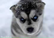 Ярослав Німчик фотография #40 (источник - https://vk.com/id14430988)