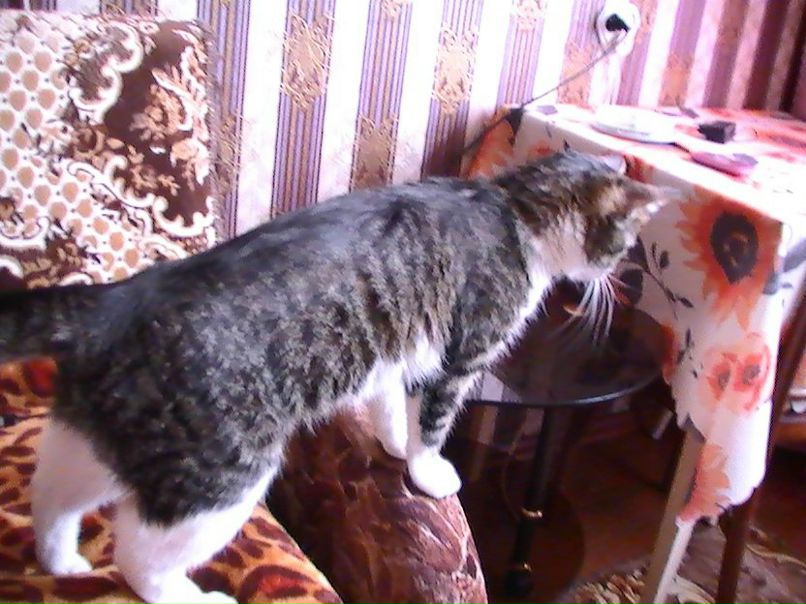 @leks trapez@ фотография #7