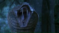 Фотография Армаш Елены