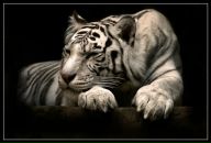 Фотография Козина Егора