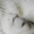 Маріан Тимофті фотография #33 (источник - https://vk.com/id134920018)