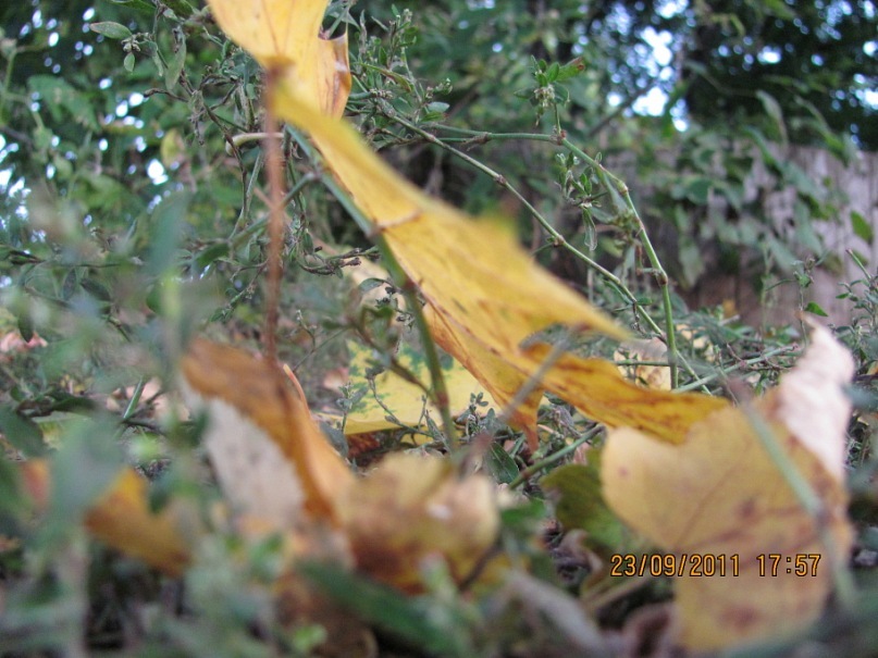 Ольга С фотография #16