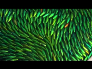 «Ян Фабр: Рыцарь отчаяния – воин красоты»