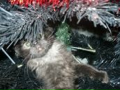 Фотография Лебедевой Екатерины