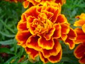 Фотография Баженовой Татьяны