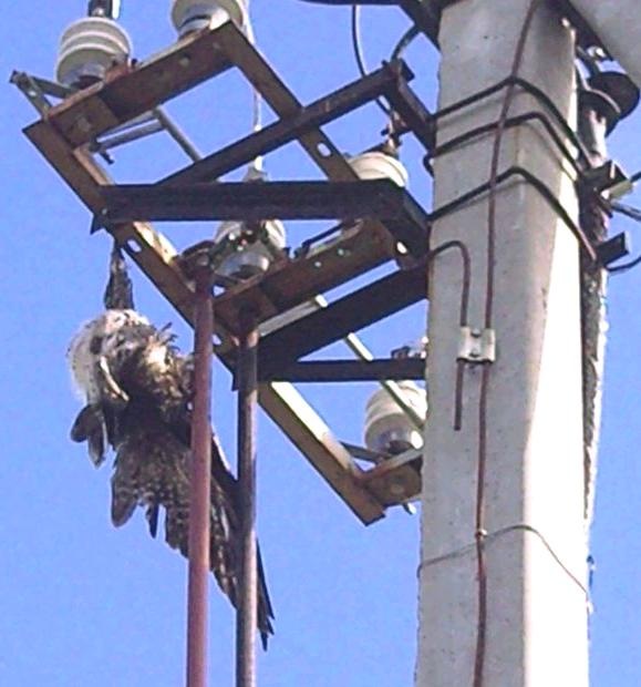 Сергей Адов фотография #25