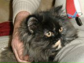 Stella Ostermann фотография #30 (источник - https://vk.com/id646987)