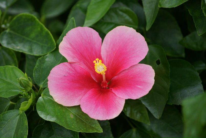 Иван Пешков фотография #21