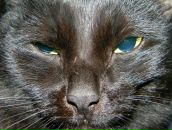 Фотография Фенелонова Александра