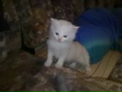 Фотография Панина Александра