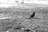 Павло Сергійович фотография #50 (источник - https://vk.com/id12370785)