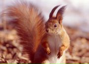 Фотография Сухотиной Елены