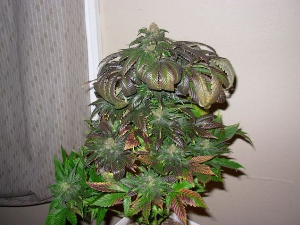 Blz Bud фото №8
