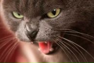 Фотография Ворониной Наталии