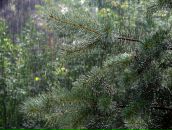 Фотография Веселовой Анны