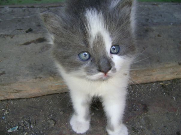 №7, Таня Гертель №7, Таня Гертель