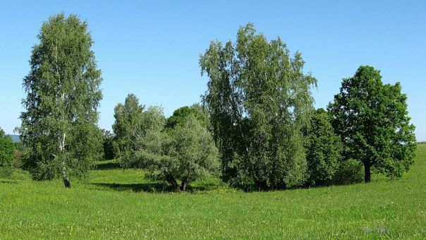 №11, Никита Пайкиев №11, Никита Пайкиев