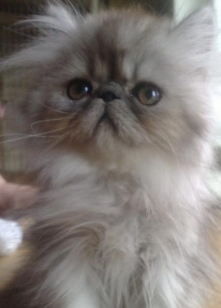 Аня@mail.ru Лони@mail.ru фото №1