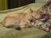 Фотография Shramko Svetlana