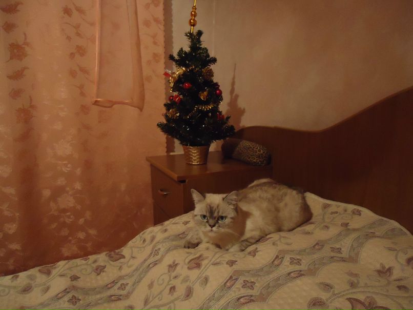 Галина Плотникова фотография #16