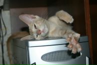 Мария Шрайнер фотография #50 (источник - https://vk.com/id2594287)