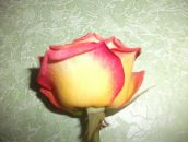 Іринка Попова фотография #15 (источник - https://vk.com/id61134731)