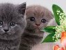 Ірина Березовська фотография #45 (источник - https://vk.com/id148393450)