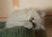 Фотография Домниной Тани