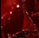 Голіната Світлана фотография #7 (источник - https://vk.com/id70881949)