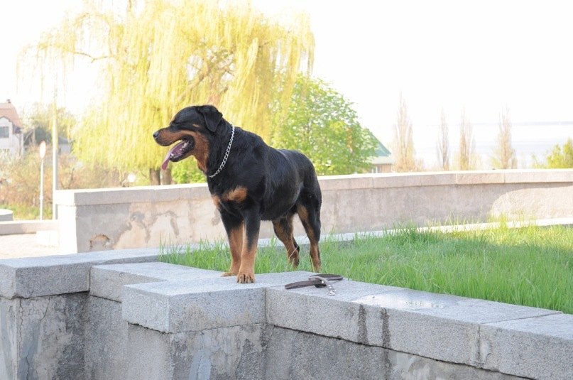 Роман Опальчук фотография #36