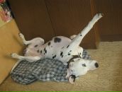 Антон Котов фотография #12 (источник - https://vk.com/id288997)